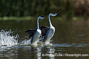 Western Grebes rushing on Lake Wohlford, running across the water by slapping their feet rapidly, part of the grebe's elaborate courtship, Escondido, California