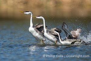 Western grebes rushing in an unusual courtship fight, the grebe on the right flew in to the two rushing grebes on the left, speared one of the rushing grebes and drove it ito the water, Aechmophorus occidentalis, Lake Wohlford, Escondido, California