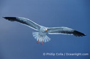 Western gull, Larus occidentalis