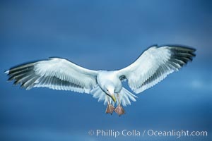 Western gull in flight, Larus occidentalis