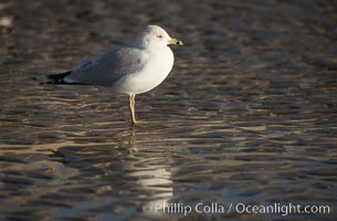 Western gull, Larus occidentalis, Del Mar, California