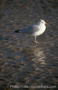 Western gull, Larus occidentalis, Del Mar, California