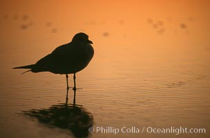 Western gull, Larus occidentalis, Del Mar, California