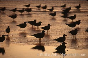 Western and Heermanns gulls, Larus heermanni, Larus occidentalis, Del Mar, California