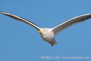 Western gull, flying, Larus occidentalis, La Jolla, California