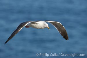 Western gull, flying, Larus occidentalis, La Jolla, California