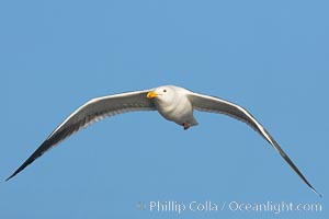 Western gull, flying, Larus occidentalis, La Jolla, California