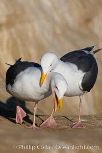 Western gull, courtship display, Larus occidentalis, La Jolla, California