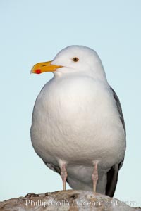 Western gull, adult breeding, Larus occidentalis, La Jolla, California