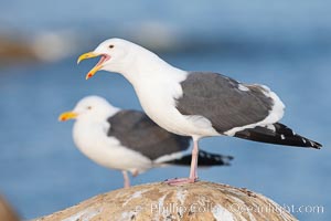 Western gull, calling/vocalizing, adult breeding, Larus occidentalis, La Jolla, California