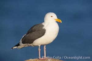 Western gull, adult breeding, Larus occidentalis, La Jolla, California