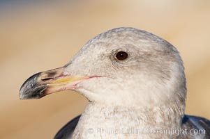 Western gull, juvenile, Larus occidentalis, La Jolla, California