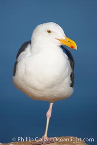 Western gull, adult breeding, Larus occidentalis, La Jolla, California