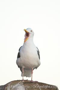 Western gull, adult breeding, Larus occidentalis, La Jolla, California