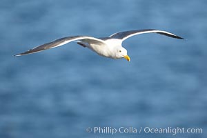 Western gull, adult breeding, Larus occidentalis, La Jolla, California