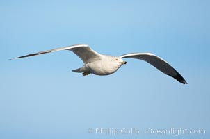 Western gull, third winter non-adult, Larus occidentalis, La Jolla, California