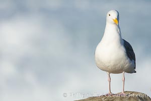 Western gull, surf, Larus occidentalis, La Jolla, California