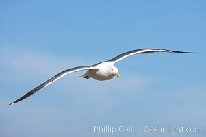 Western gull in flight, Larus occidentalis, La Jolla, California