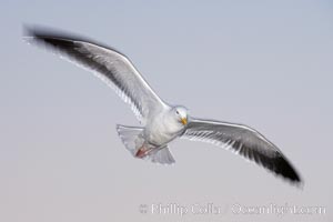 Western gull in flight, Larus occidentalis, La Jolla, California