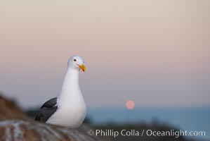 Western gull, moon setting, sunrise, Larus occidentalis, La Jolla, California