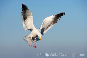 Western gull in flight, Larus occidentalis, La Jolla, California