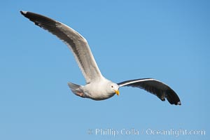 Western gull in flight, Larus occidentalis, La Jolla, California