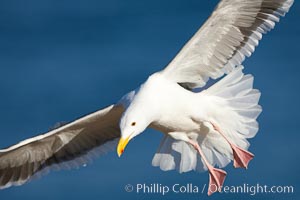 Western gull in flight, Larus occidentalis, La Jolla, California