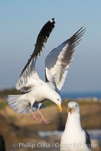 Western gull slows to land, Larus occidentalis, La Jolla, California