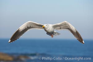 Western gull in flight, Larus occidentalis, La Jolla, California