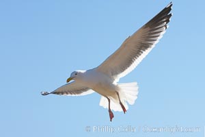 Western gull in flight, Larus occidentalis, La Jolla, California