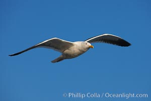 Western gull in flight, Larus occidentalis, La Jolla, California