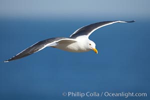 Western gull in flight, Larus occidentalis, La Jolla, California