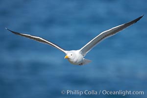 Western gull in flight, Larus occidentalis, La Jolla, California