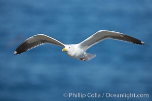 Western gull in flight, Larus occidentalis, La Jolla, California