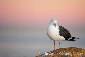 Western gull, early morning pink sky.