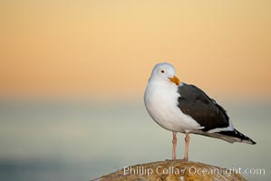 Western gull, early morning orange sky, Larus occidentalis, La Jolla, California