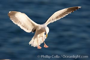 Western gull, Larus occidentalis, La Jolla, California