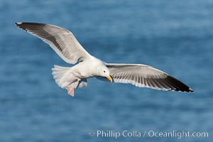 Western gull in flight, Larus occidentalis, La Jolla, California