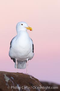 Western gull, pre-sunrise, Larus occidentalis, La Jolla, California