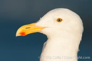 Western gull, Larus occidentalis, La Jolla, California