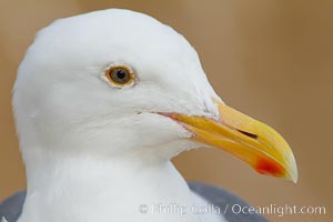 Western gull, Larus occidentalis, La Jolla, California