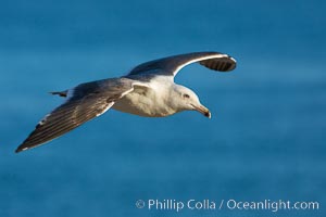 Western gull, Larus occidentalis, La Jolla, California