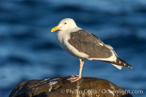 Western Gull and Pacific Ocean, La Jolla