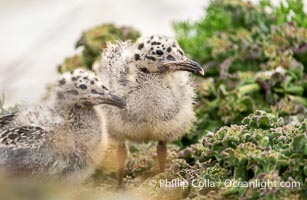 Western Gull Chick at Nest Amidst Plants, Larus occidentalis, La Jolla Cove, Larus occidentalis