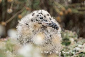 Western Gull Chick at Nest Amidst Plants, Larus occidentalis, La Jolla Cove, Larus occidentalis
