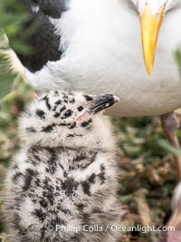 Western Gull Chick at Nest Amidst Plants, Larus occidentalis, La Jolla Cove, Larus occidentalis