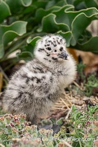 Western Gull Chick at Nest Amidst Plants, Larus occidentalis, La Jolla Cove, Larus occidentalis