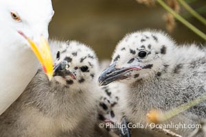 Western Gull Chick at Nest Amidst Plants, Larus occidentalis, La Jolla Cove, Larus occidentalis