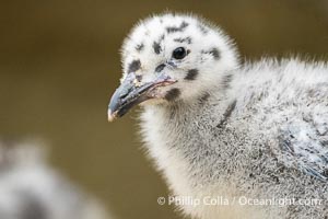 Western Gull Chick at Nest Amidst Plants, Larus occidentalis, La Jolla Cove, Larus occidentalis