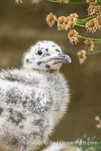 Western Gull Chick at Nest Amidst Plants, Larus occidentalis, La Jolla Cove, Larus occidentalis